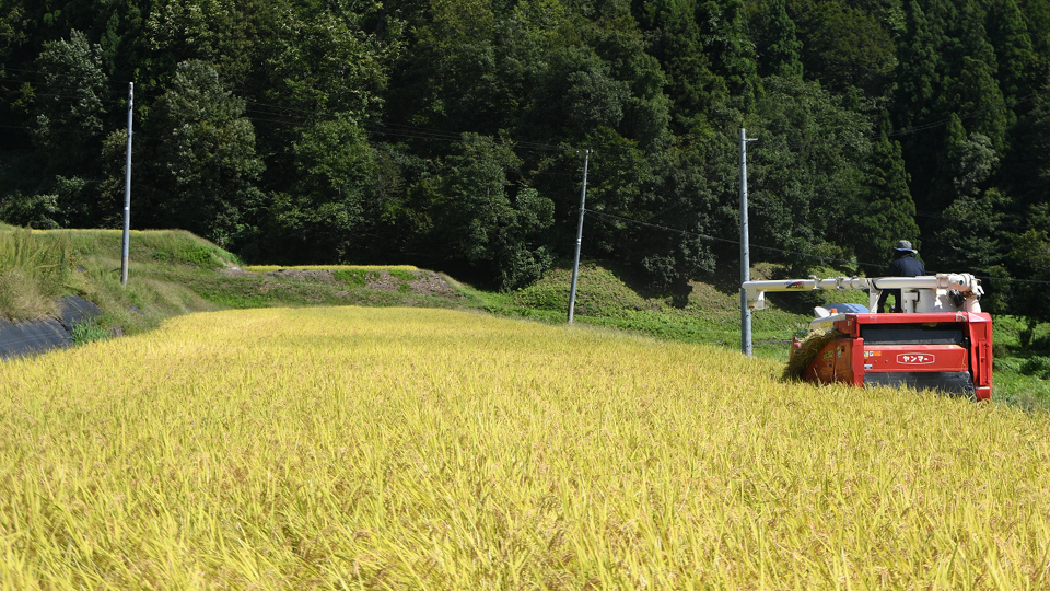 稲刈り③