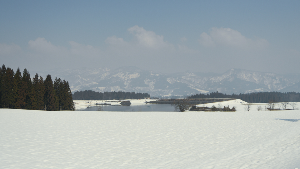 雪下にんじん2026①
