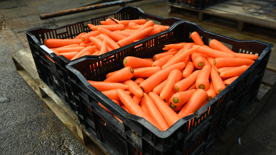 雪下にんじん2026②