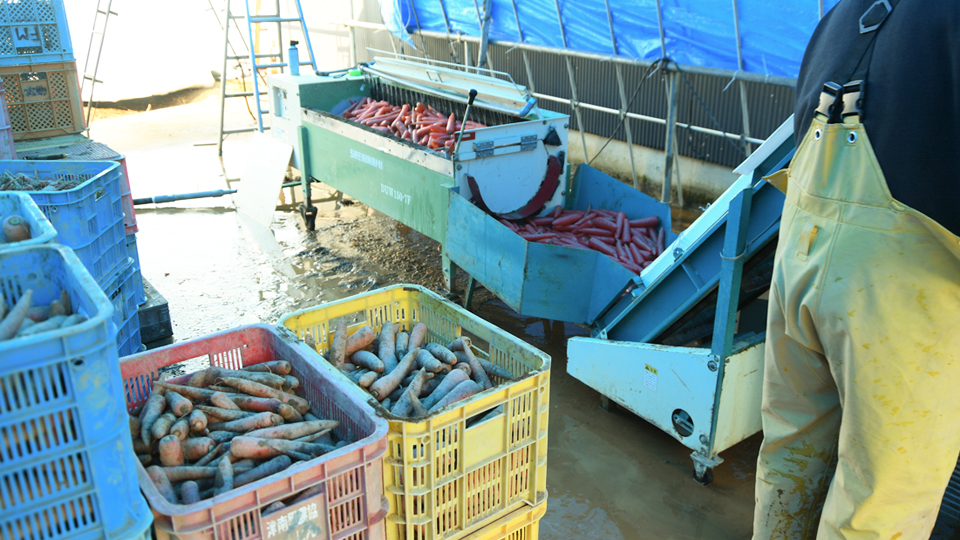 雪下にんじん2026③