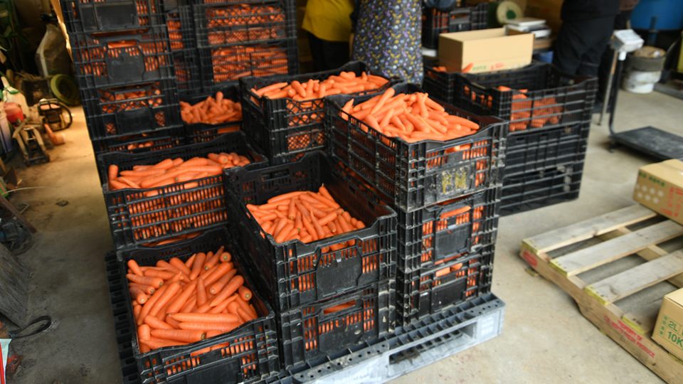 雪下にんじん2026④